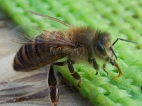 Pavel Šitner - včela