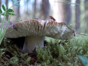 Pavel Šitner - mouchy na houbách