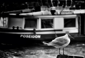 Fotograf roku na cestách 2013 - Poseidon