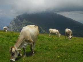 Zvěř, zvířata a zvířátka - Fotograf roku - Junior - V.kolo - Volnost italských krav