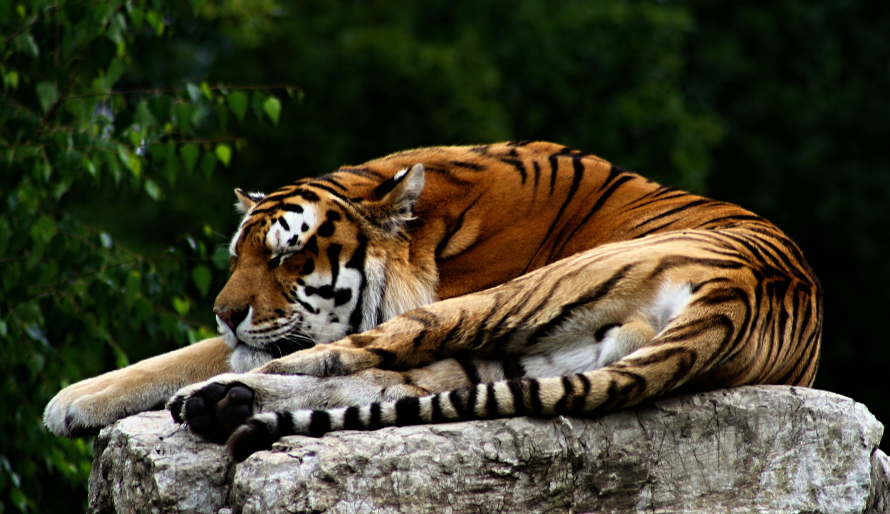 Tygří snění