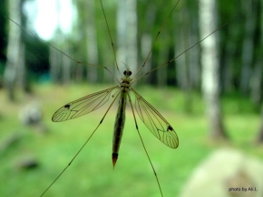 Miniaturní příroda - Fotograf roku - Kreativita - VII.kolo - Komár ve výběhu