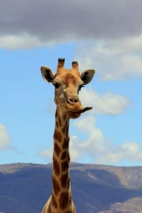 Zvěř, zvířata a zvířátka - I žirafa umí být vtipná
