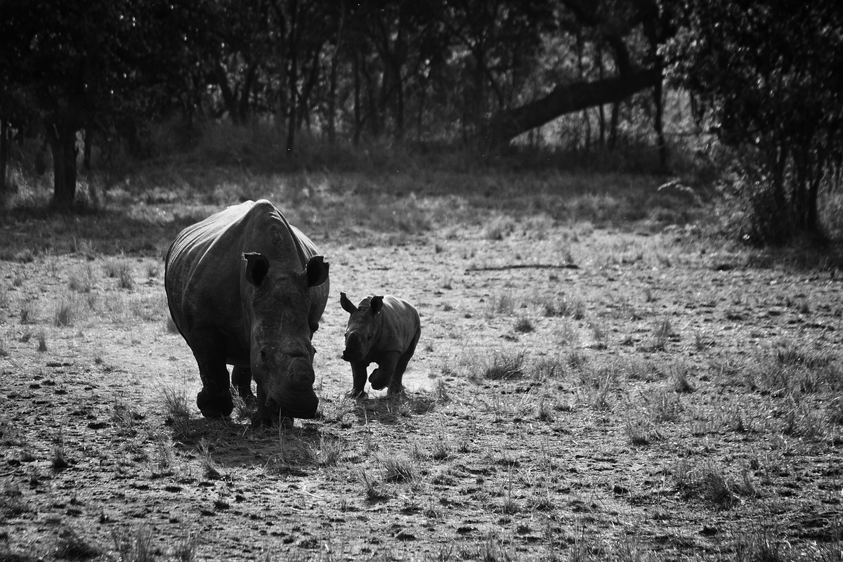 running rhinos...