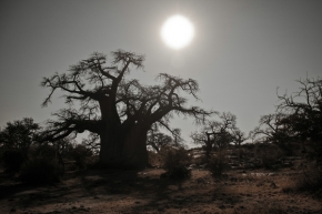 Za soumraku i za svítání - Za baobabem