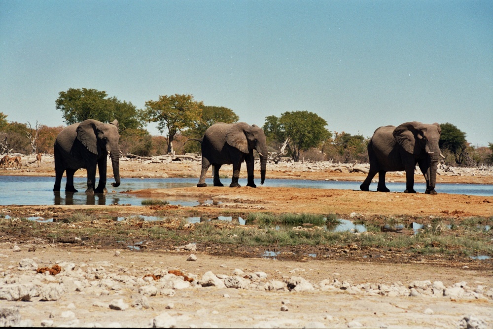 sloni u napajedla