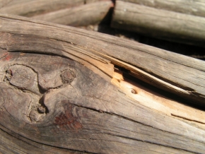 Miniaturní příroda - Krásné dřevo