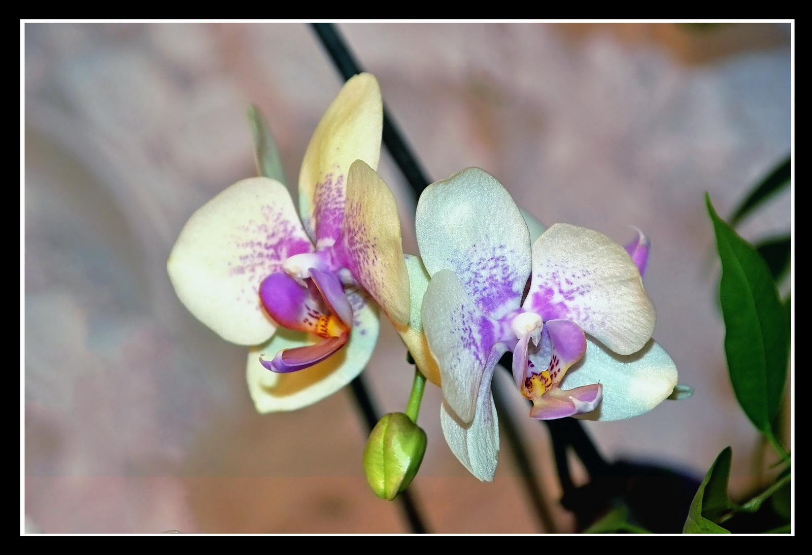 Večerní orchidej