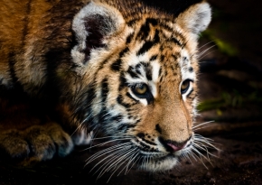 Zvěř, zvířata a zvířátka - Tygr ussurijský
