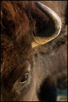 Zvěř, zvířata a zvířátka - Síla bizona