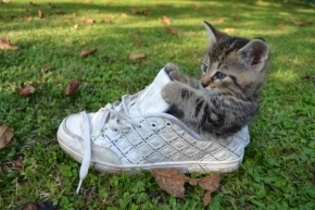Zvěř, zvířata a zvířátka - Kotě v botě