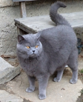 Karolína Růžičková - Britská modrá kočka