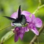 Petr Gruber -Motýl na fialovém květu