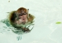 Erik Švec -Plávajúca opica
