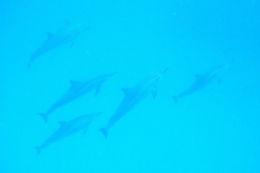 Lukáš Pavelka - Divocí delfíni pod vodou