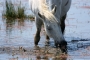 Alena Kratochvílová -Koně v Camarque