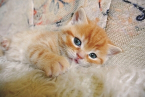 Zvěř, zvířata a zvířátka - Fufík Filuta Flawless Cat, CZ