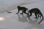 Monkey beach1