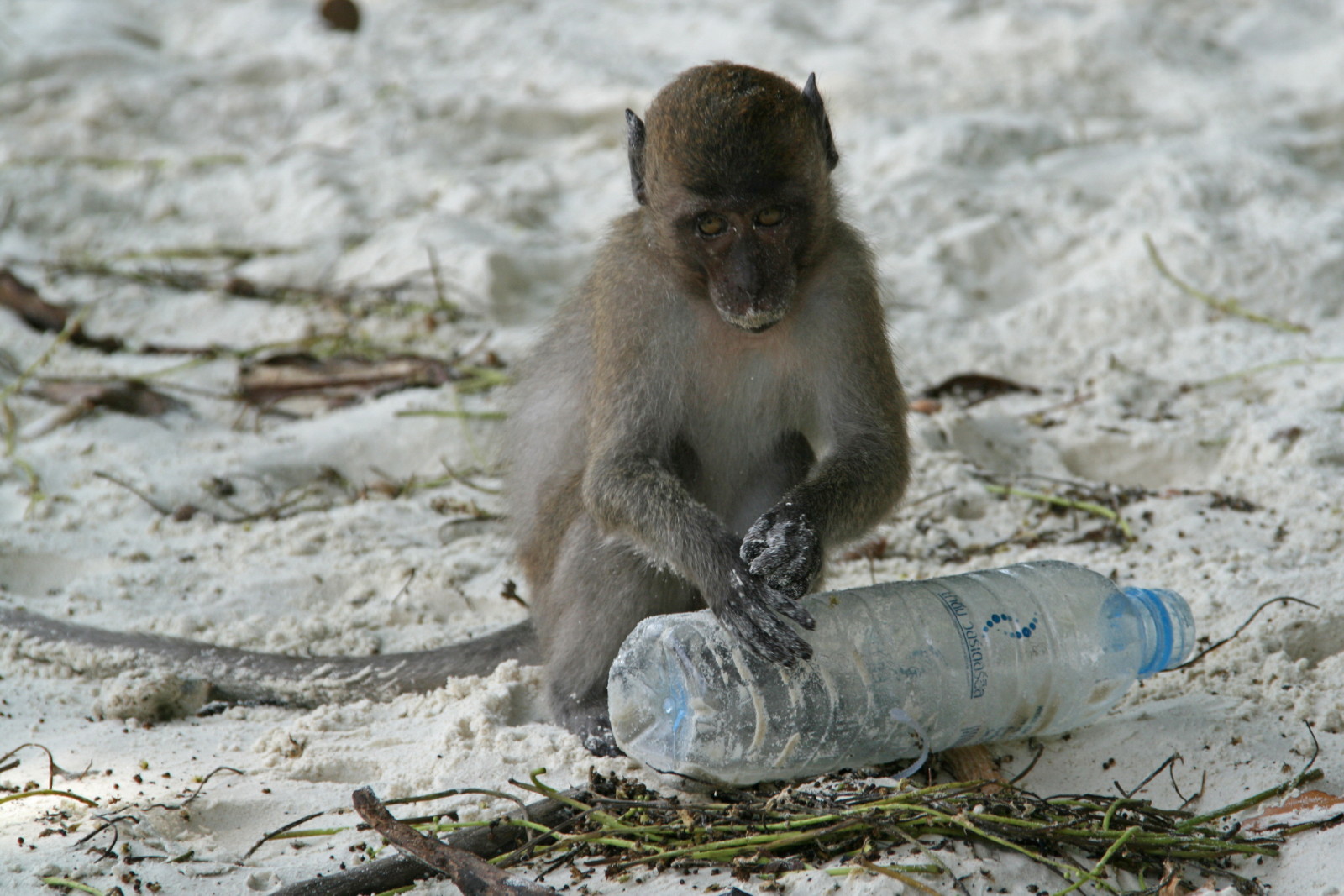 Monkey beach 2