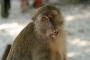 Petr Šmolík - Monkey beach 4