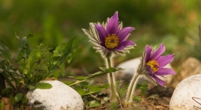 Miniaturní příroda - Jarní