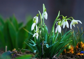 Miniaturní příroda - příslib jara