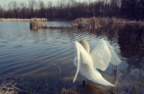 Fotograf roku v přírodě 2013 - slunce mi dává křídla