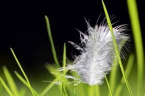 Miniaturní příroda - v trávě