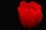 Květ tulipánu