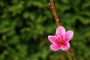 Renáta Provázková -Květ broskve 2
