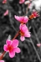 Renáta Provázková -Květy broskve 1