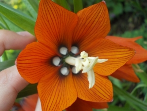 Miniaturní příroda - Perličky v květu