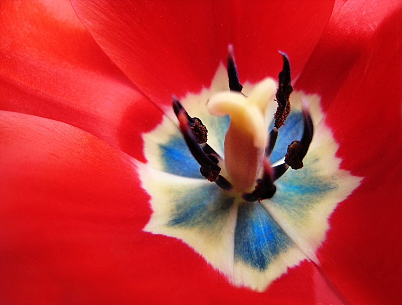 Uvnitř tulipánu