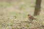 Dominik Novák - Červenka obecná (Erithacus rubecula)