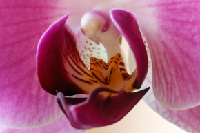 Petr Říman - orchidea