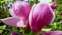 magnolie