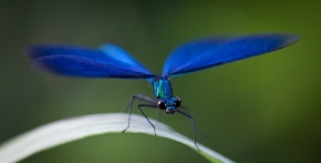 Miniaturní příroda - Fotograf roku - Kreativita - VII.kolo - motýlice