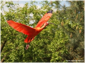 Krása rychlosti a pohybu - Ibis rudý