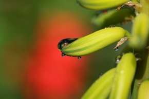 Miniaturní příroda - Aloe