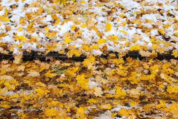 listí na sněhu
