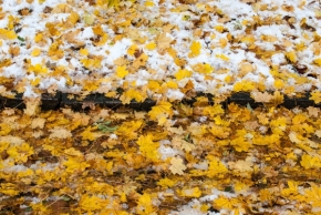 Fotograf roku v přírodě 2013 - listí na sněhu