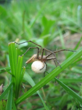 Miniaturní příroda - pavouk