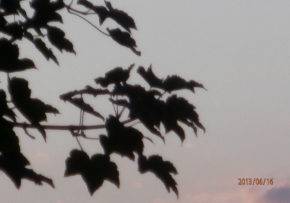 Za soumraku i za svítání - listí na stromě - západ slunce