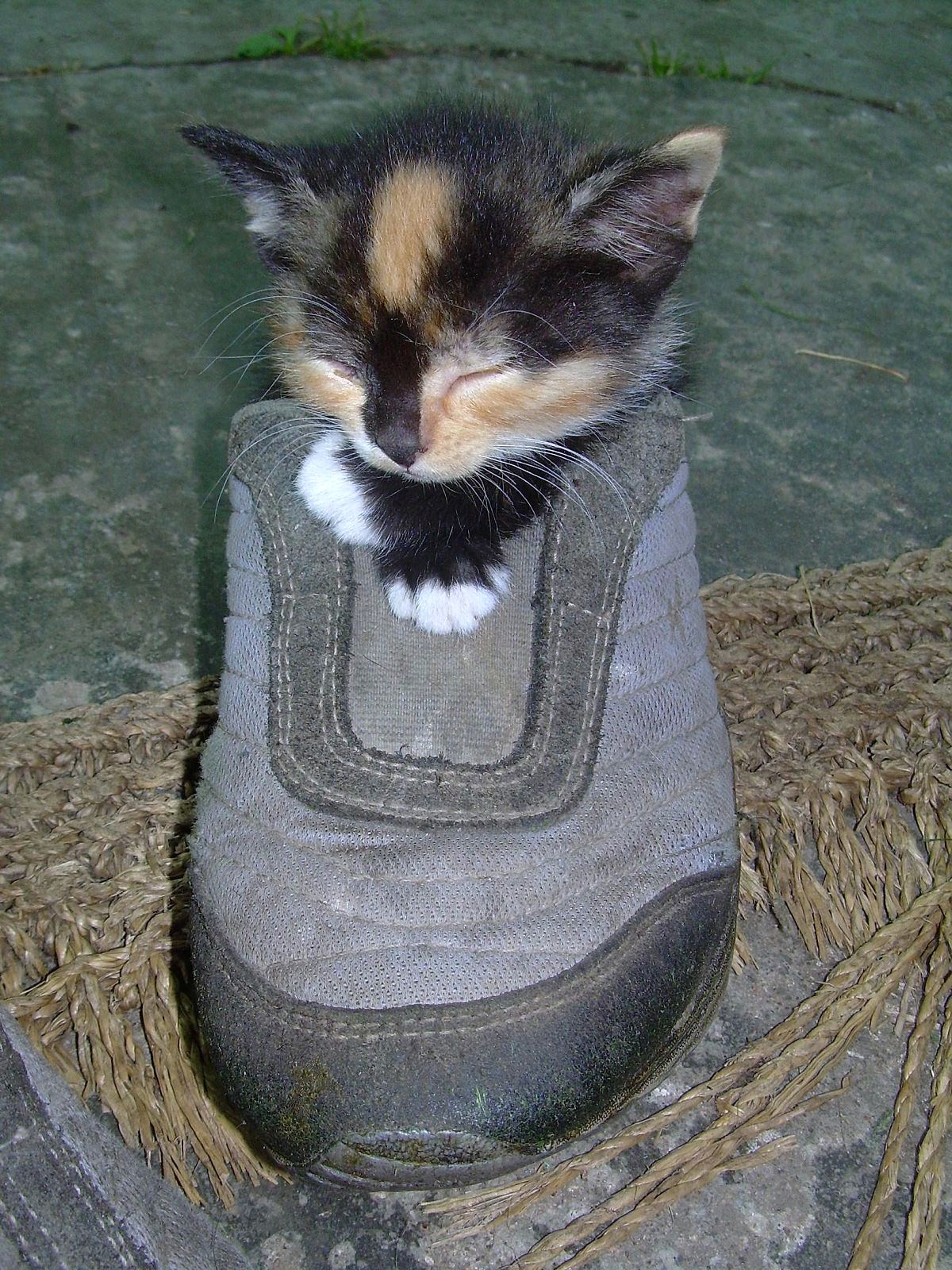 Malé kotě spalo v botě...