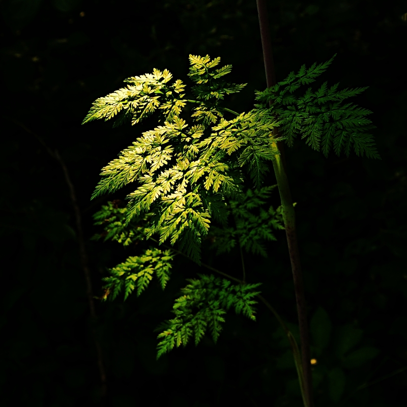 Světlo v lese