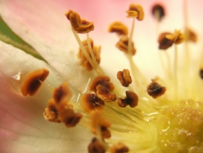 Miniaturní příroda - šípková růže