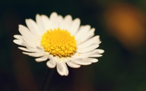 Miniaturní příroda - Jeden květ, sedm krás