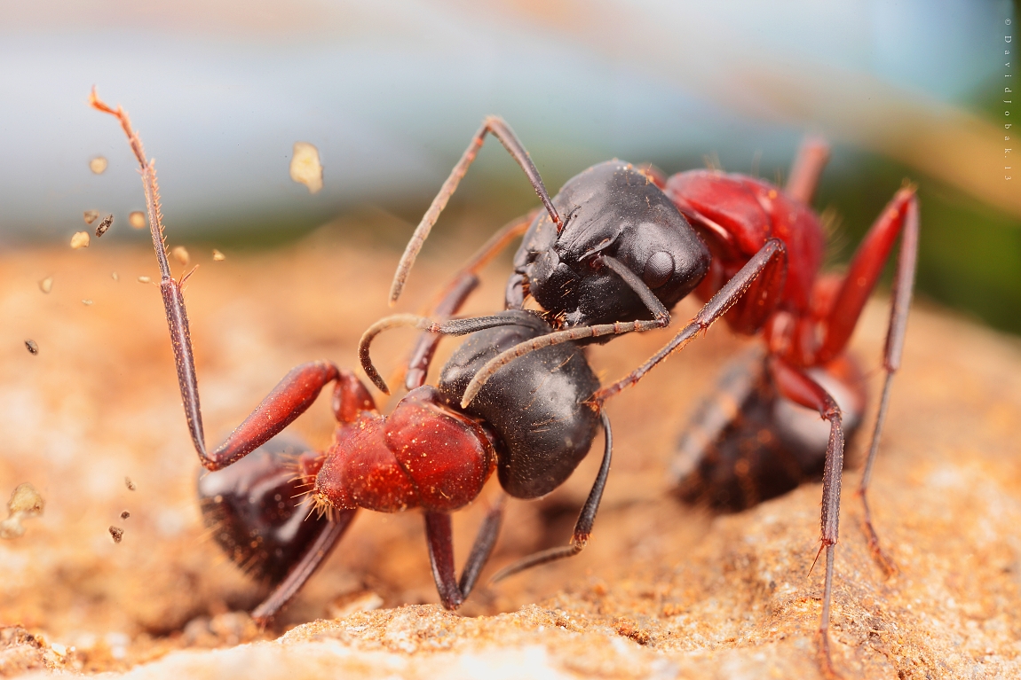souboj mravencu