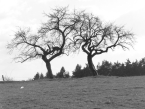 Stromy v krajině - Twins