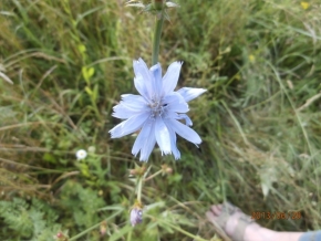 Miniaturní příroda - květ v trávě